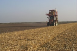 Covering the fields with Straw